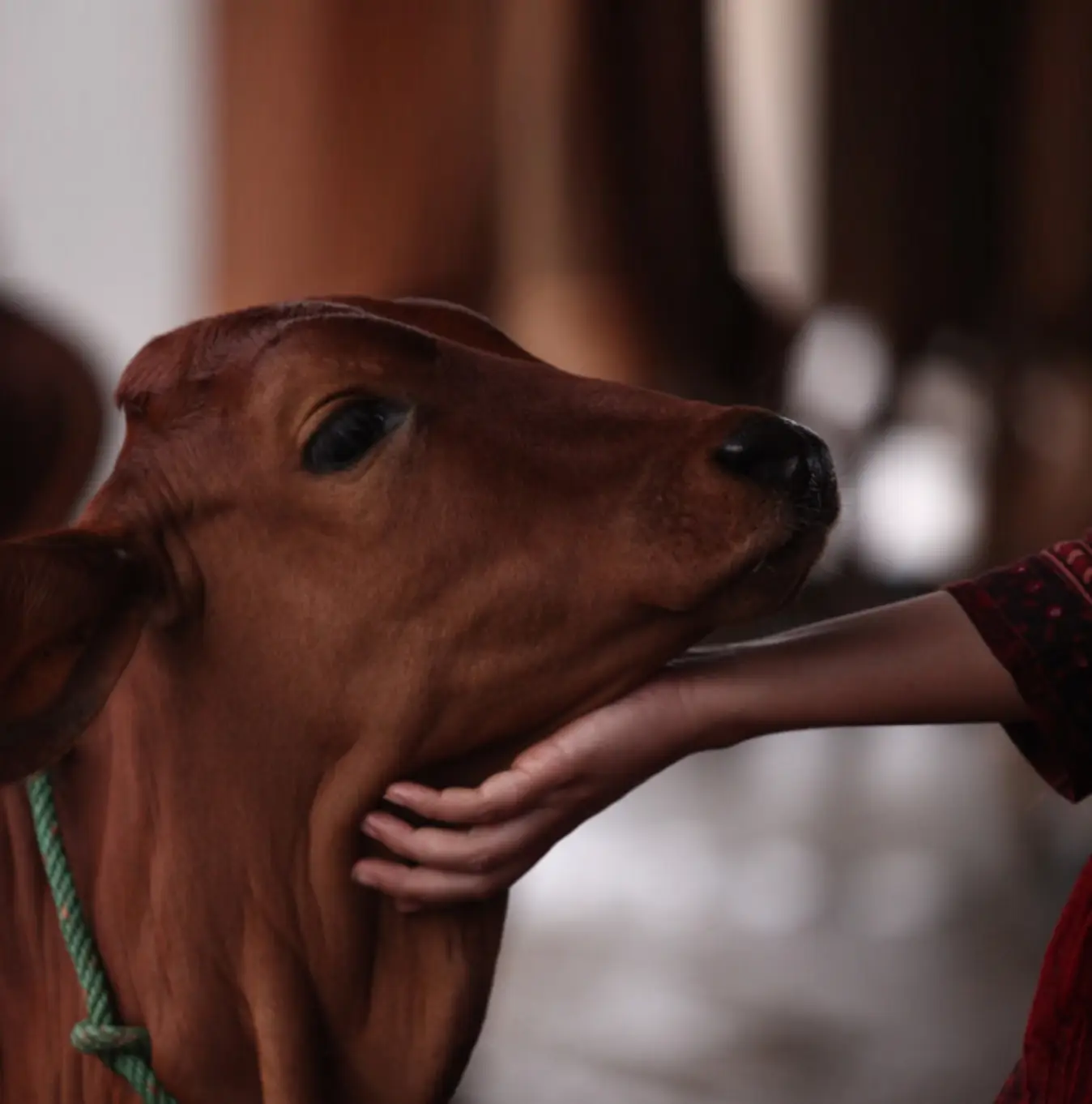 Happy cow in sanctuary